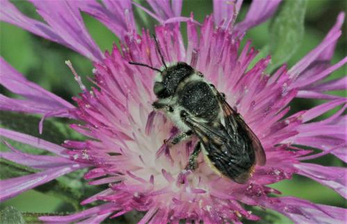Lithurgus chrysurus